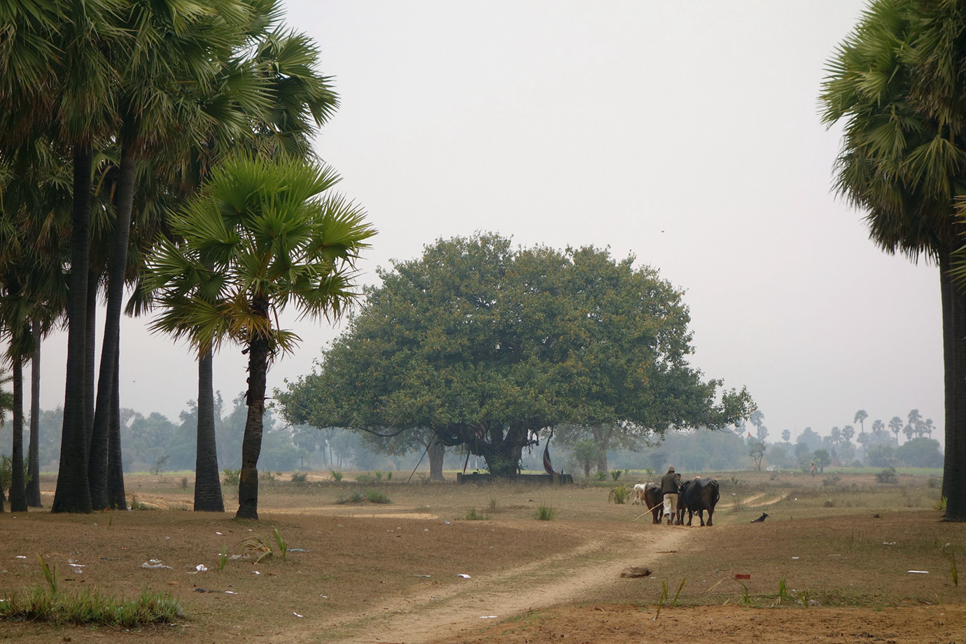 菩提迦耶-尼連禪河 Niranjana River（拜火教道場）